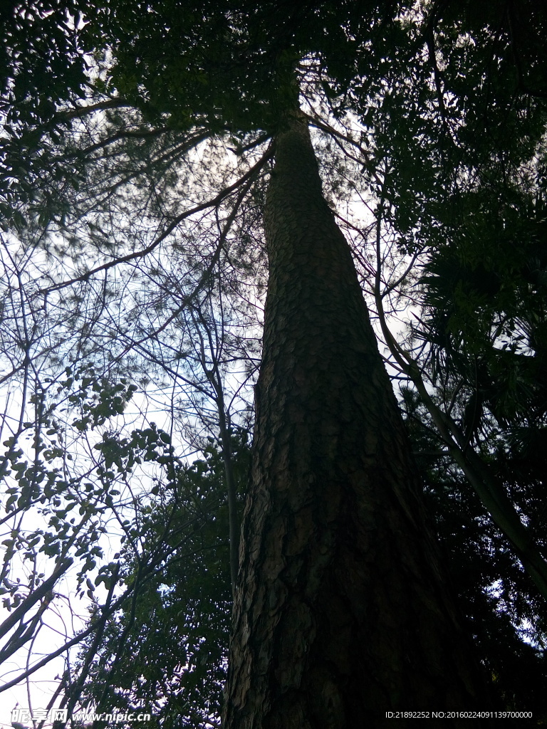 松树