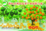 瓜蒌摇钱树