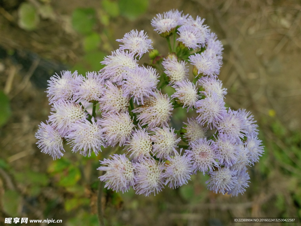 小野花