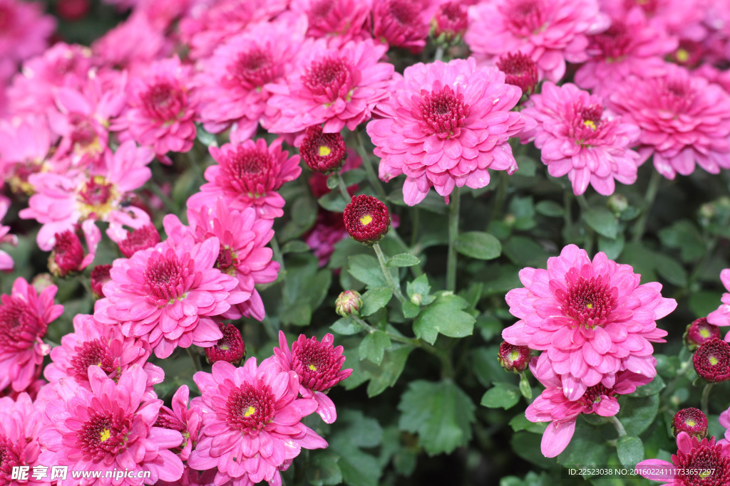 菊花