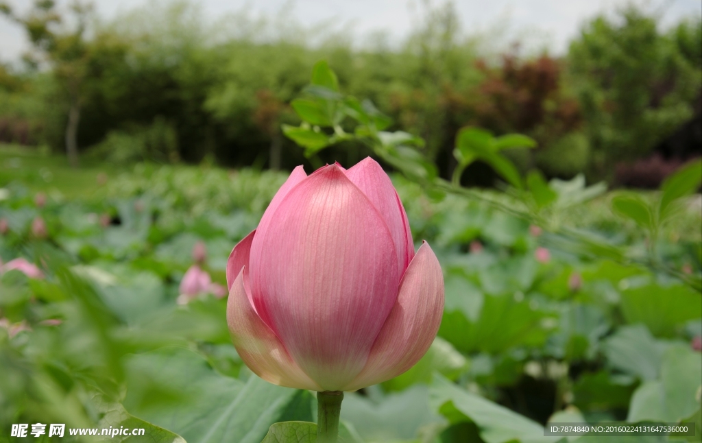 洪湖公园荷花