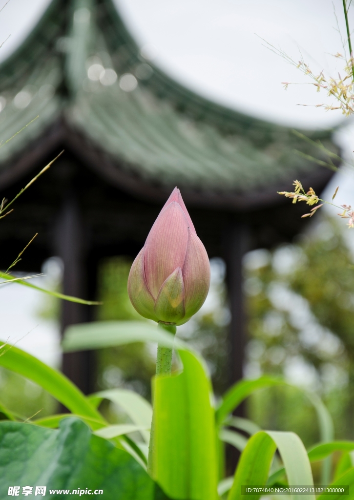 洪湖公园荷花