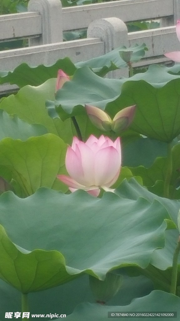 洪湖公园荷花
