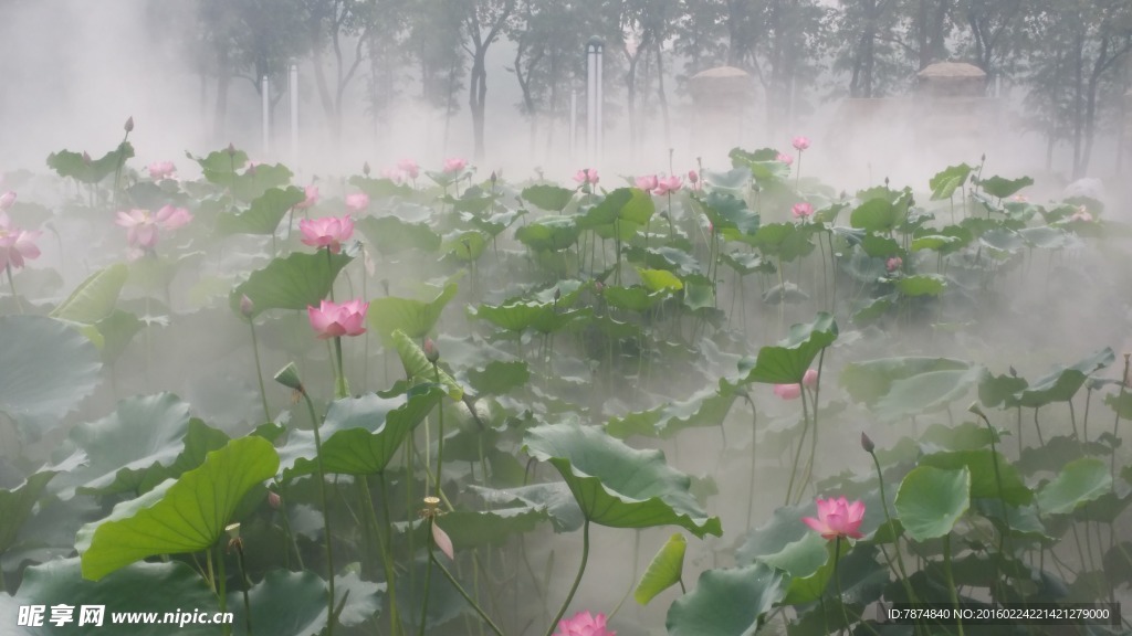 洪湖公园荷花