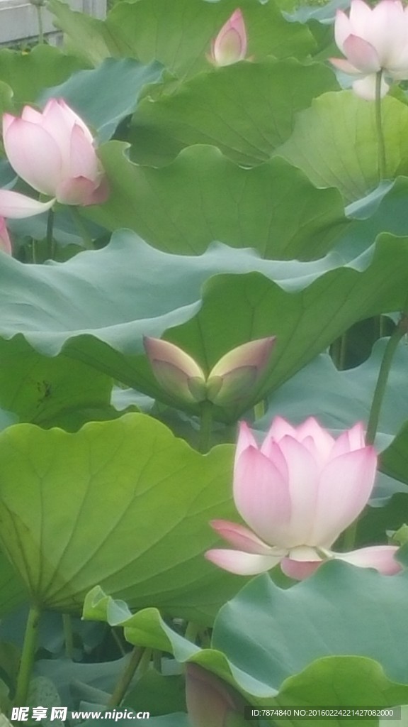 洪湖公园荷花