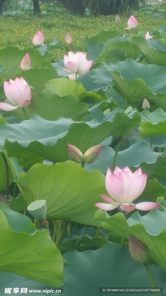 洪湖公园荷花