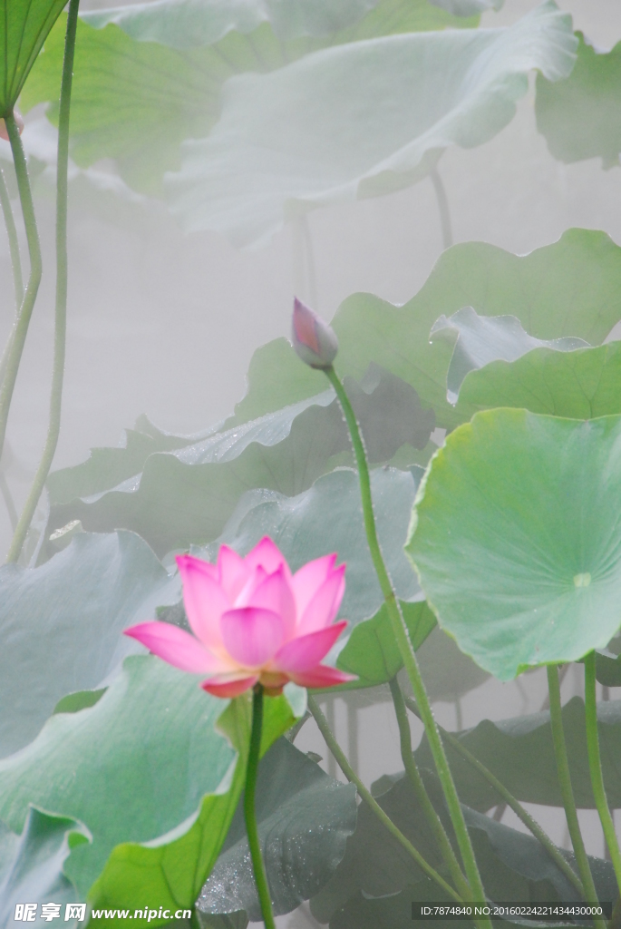 洪湖公园荷花