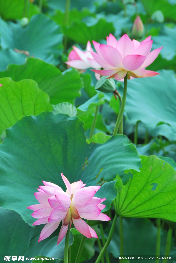 洪湖公园荷花