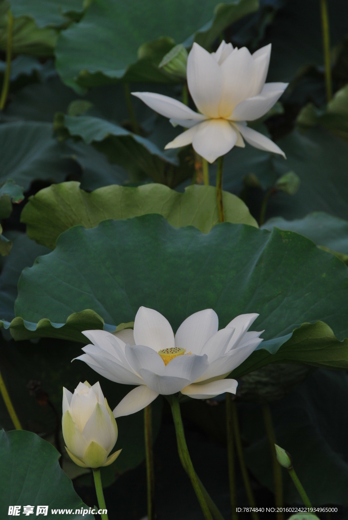 洪湖公园荷花