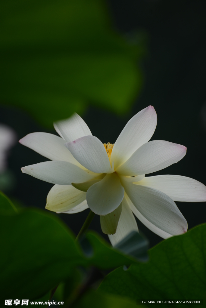 洪湖公园荷花
