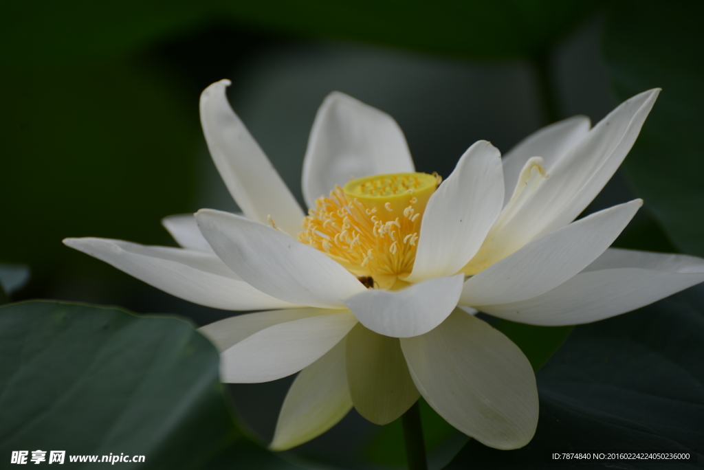 洪湖公园荷花