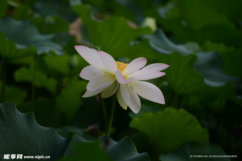 洪湖公园荷花