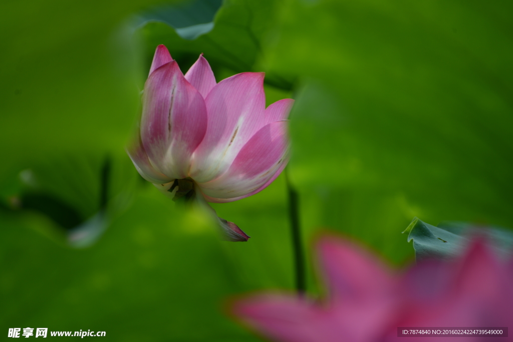 洪湖公园荷花