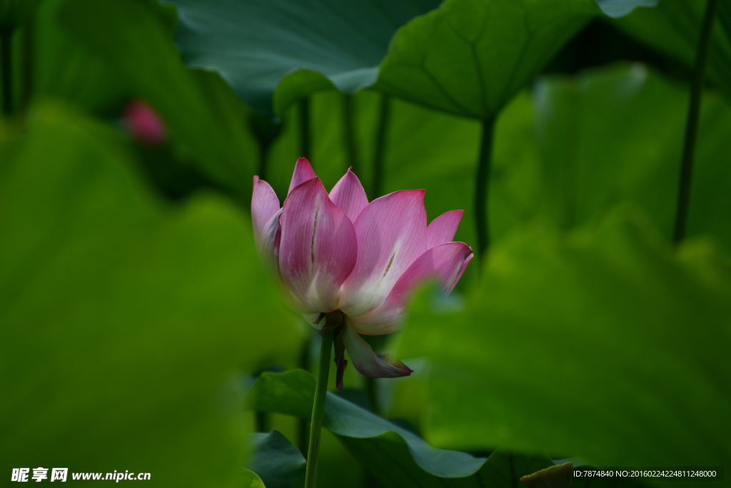 洪湖公园荷花
