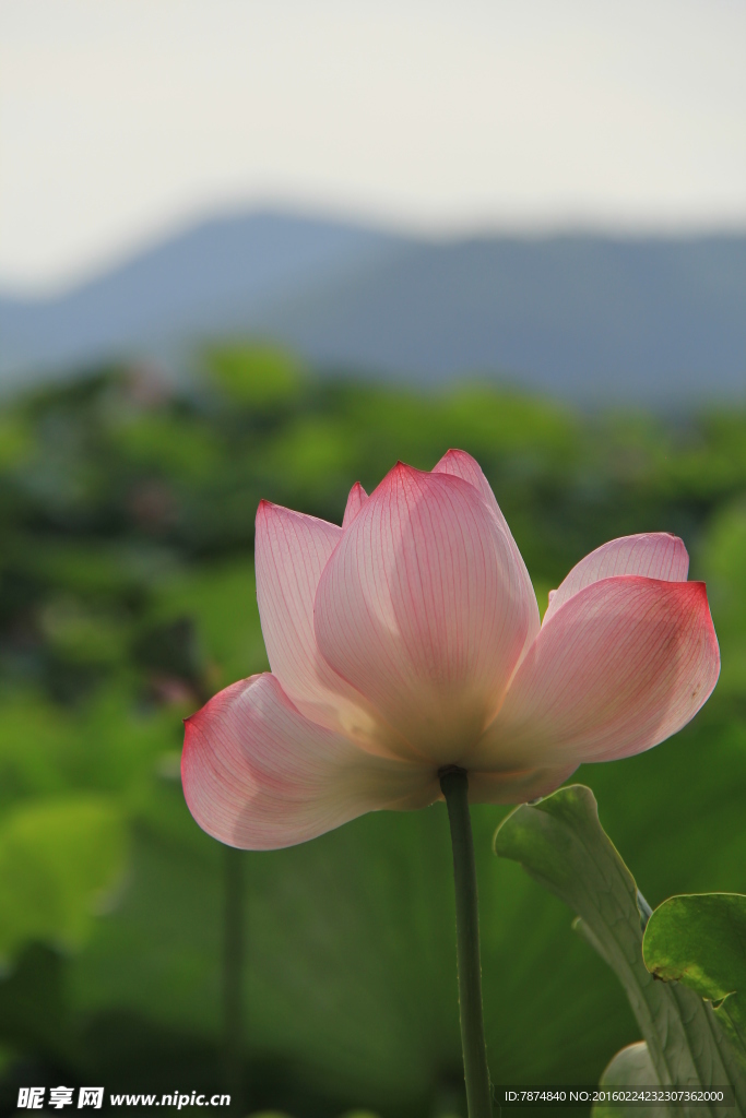 洪湖公园荷花