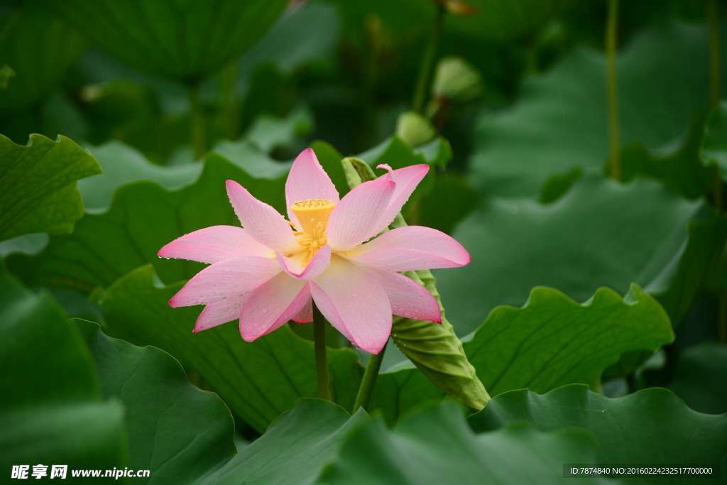 洪湖公园荷花