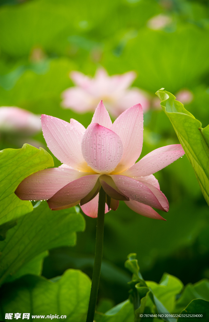 洪湖公园荷花
