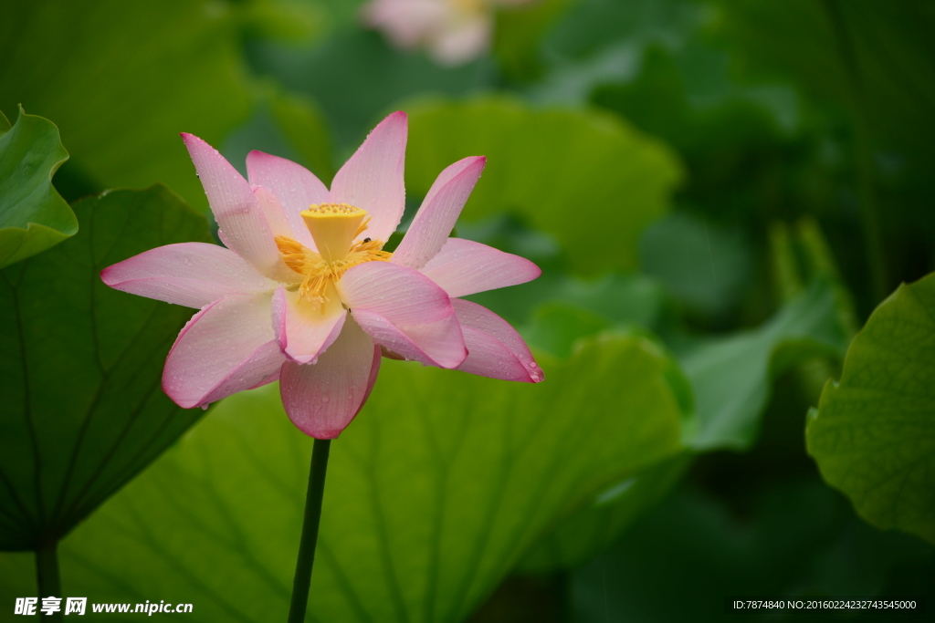 洪湖公园荷花