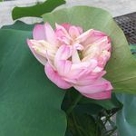 莲花