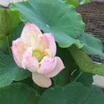 莲花