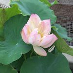 莲花