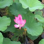 莲花