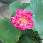 莲花