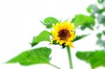 葵花