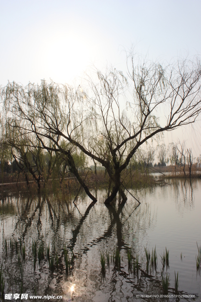 湿地公园