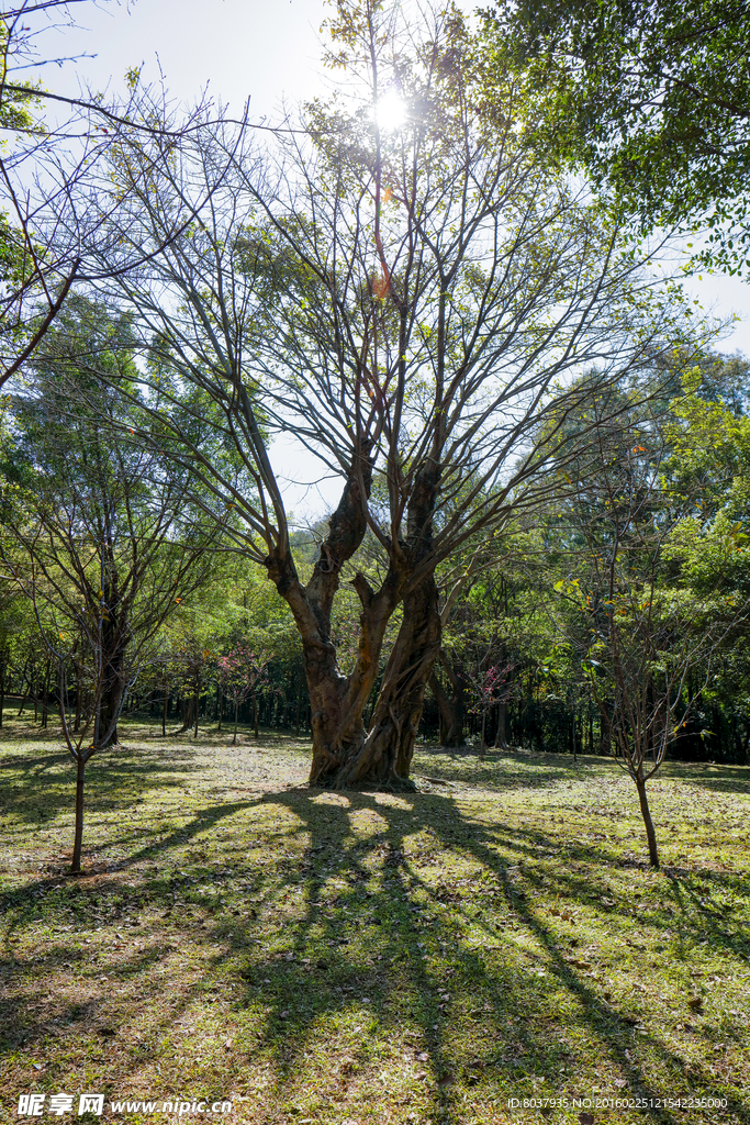 茂枝大树