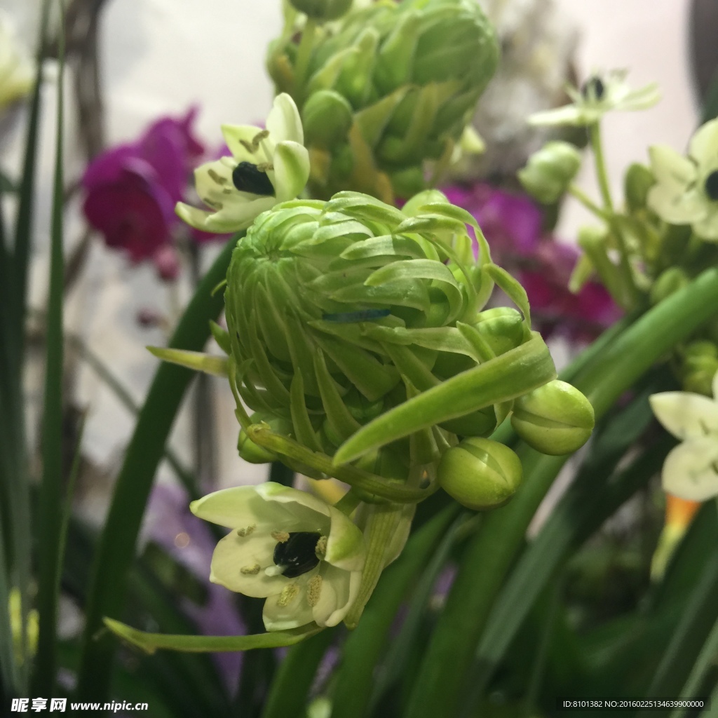 天鹅绒