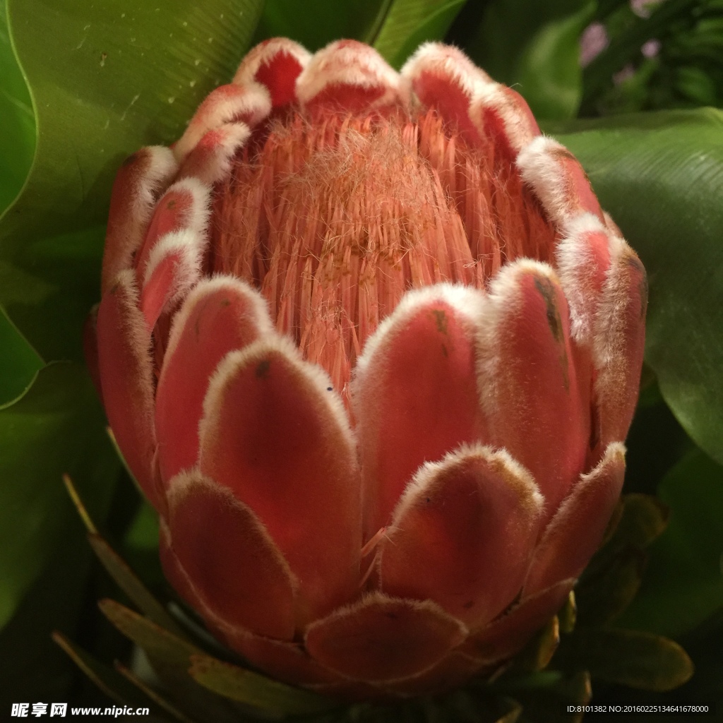 帝王花