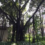 榕树 气生根