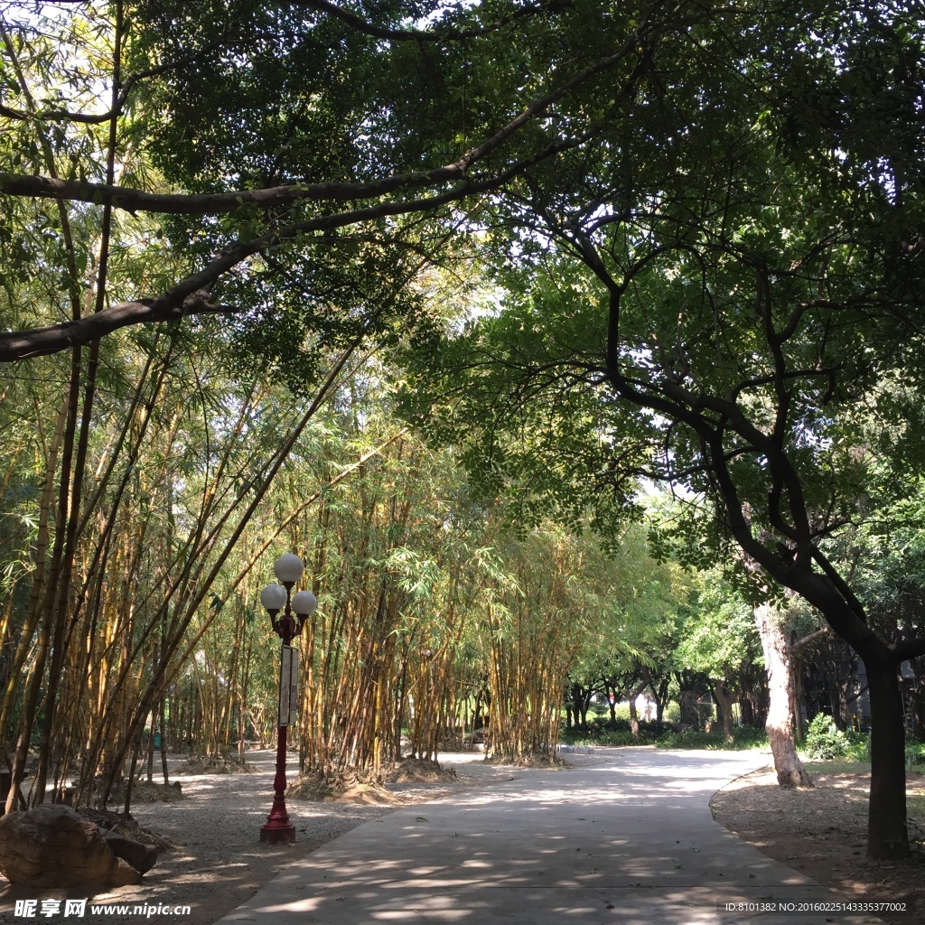 竹子 园林 道路