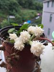 鲜花