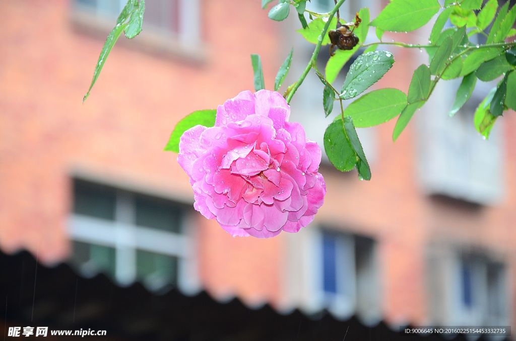 月季花