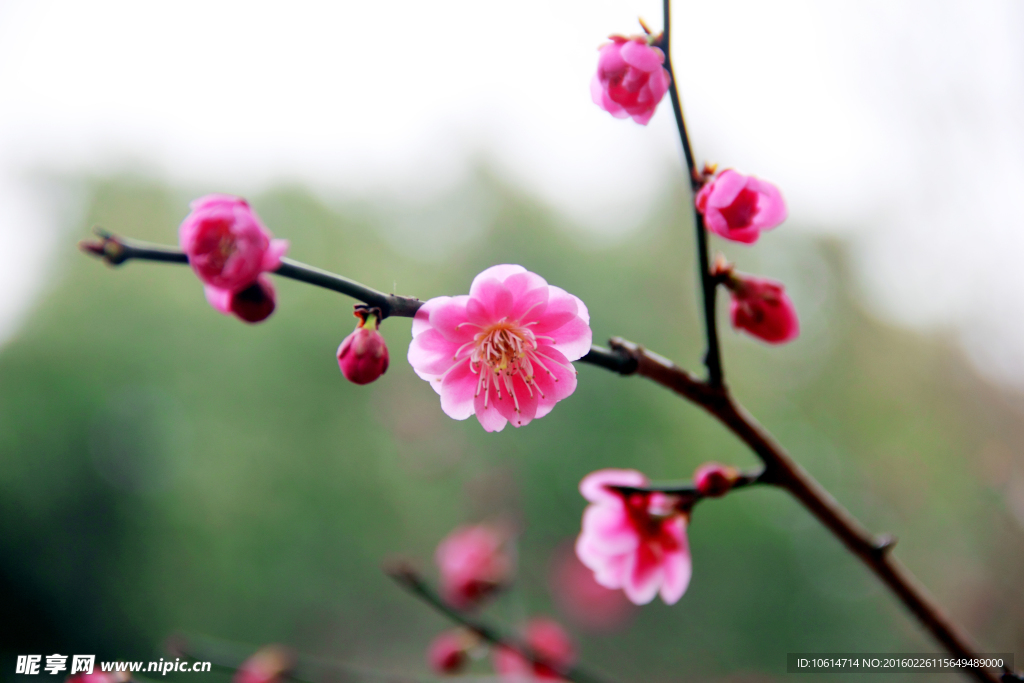 梅花