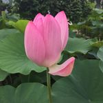莲花