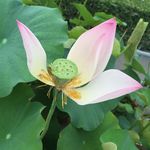 莲花