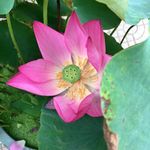 莲花