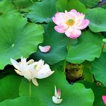 莲花