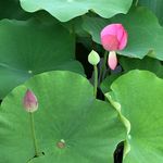莲花