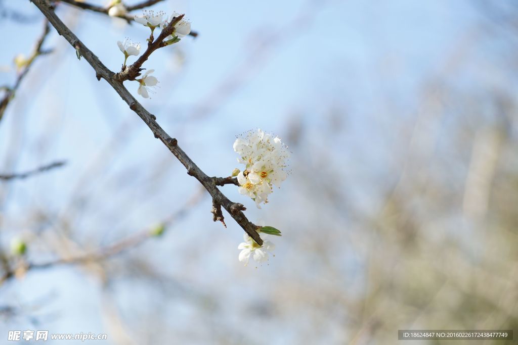 一枝梅花