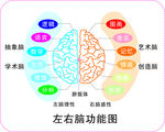大脑图