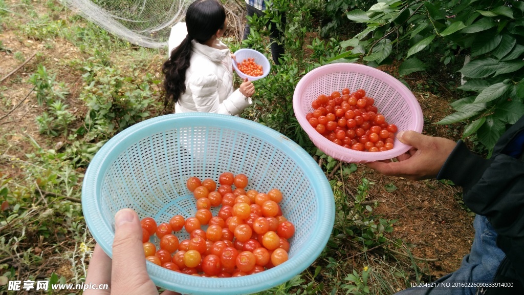 两篮樱桃