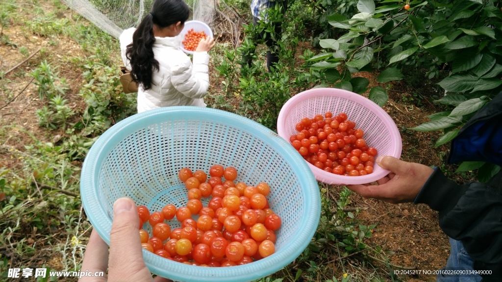 两篮樱桃