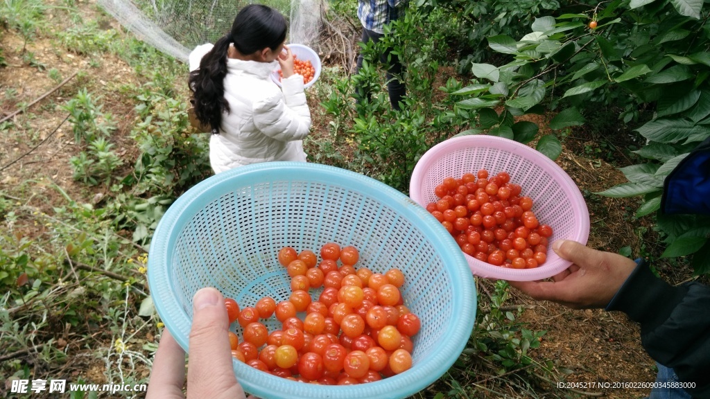 两篮樱桃