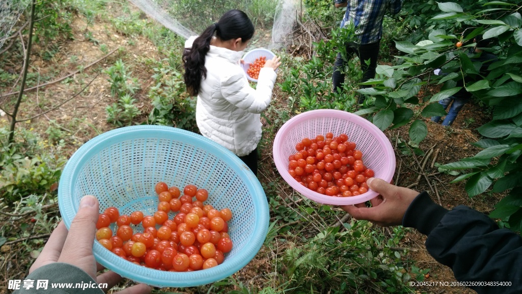 两篮樱桃