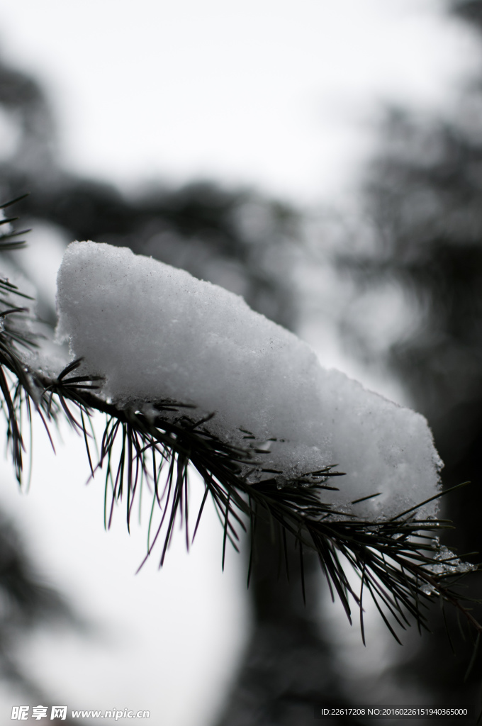 雪的冬季