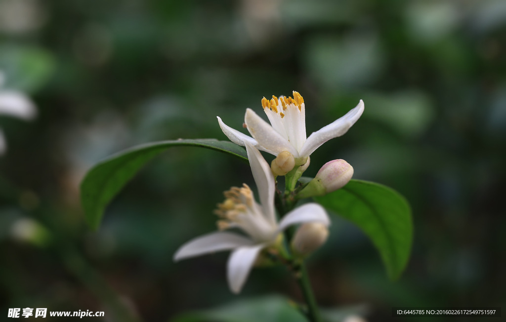花卉